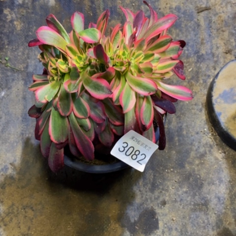 美杜莎多肉植物3082