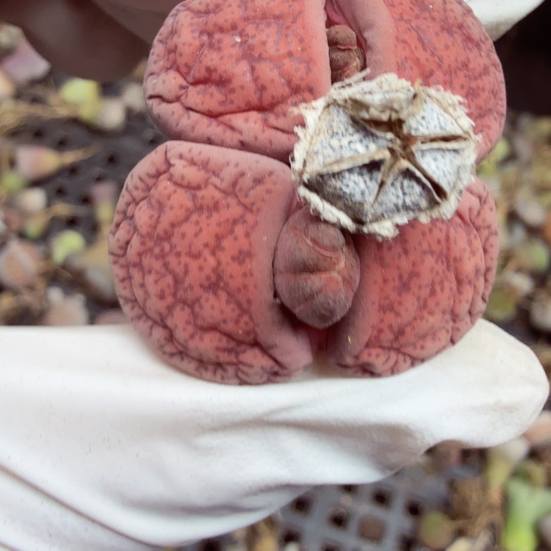 好喜欢看肖蘸唱歌跳舞411哈哈