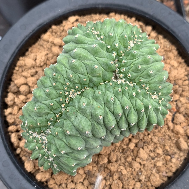 菊水缀化实生仙人球