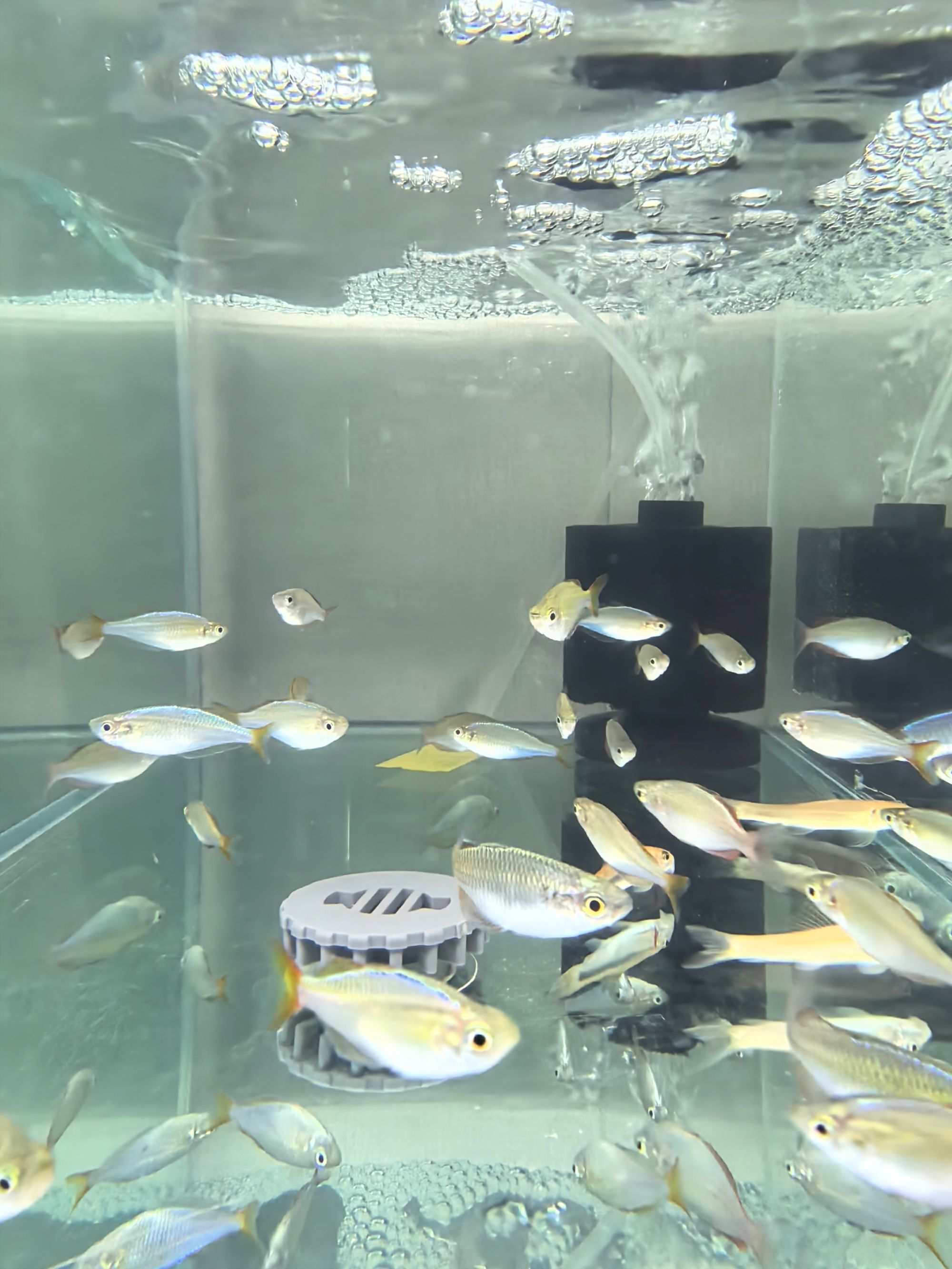 电光美人小型活体热带观赏鱼草缸群游耐活好养