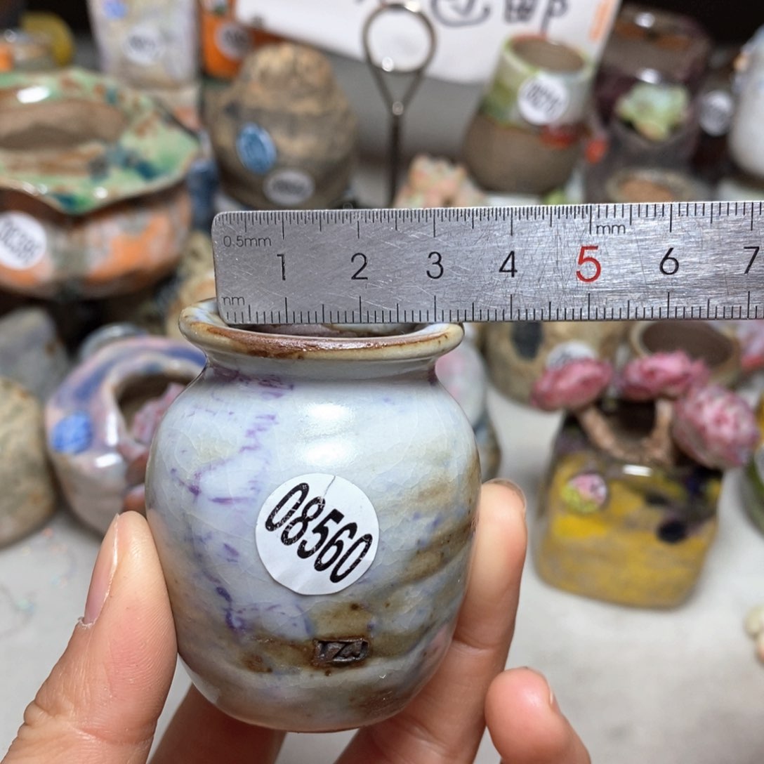 花盆拍5送一个小礼物