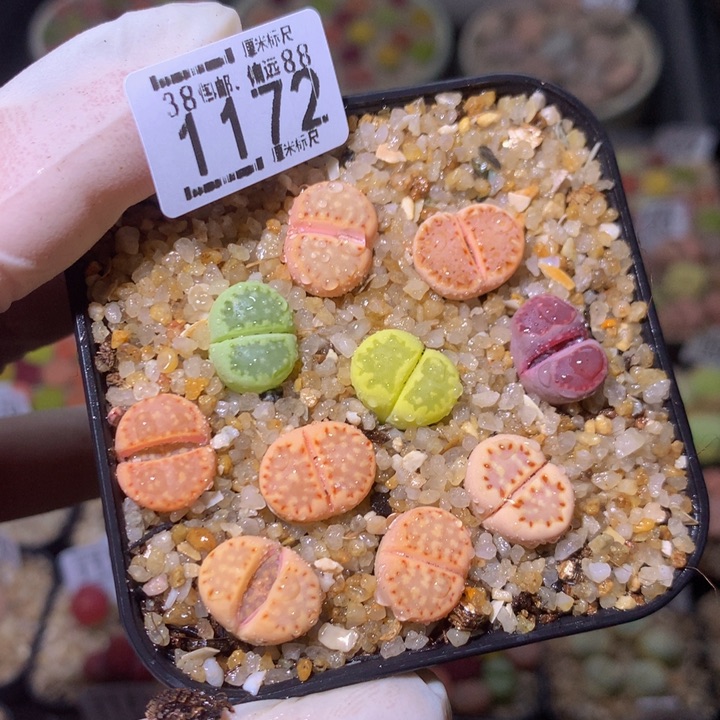 zzz精品生石花1172