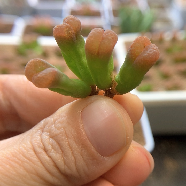 029特特特特 肉锥植物