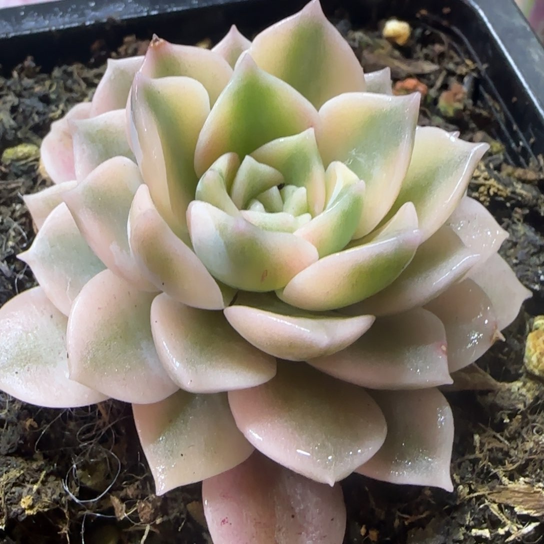 多肉植物多肉植物