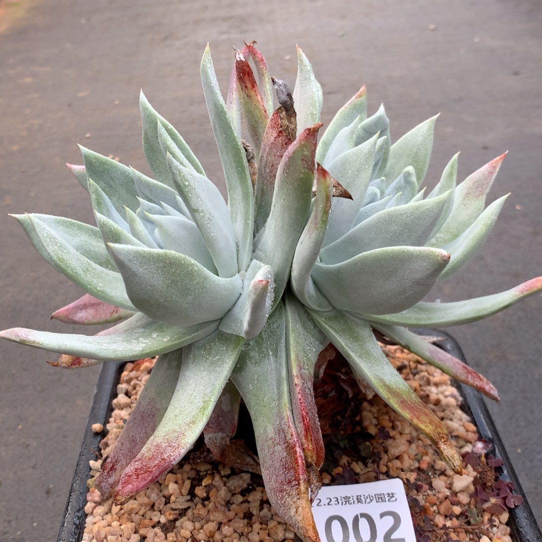 塞丽娜002多肉植物