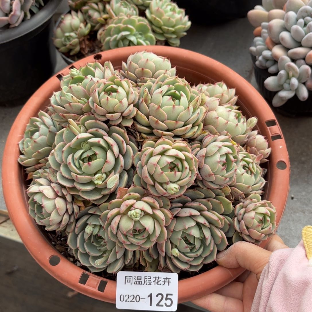 同温层多肉笨吧125