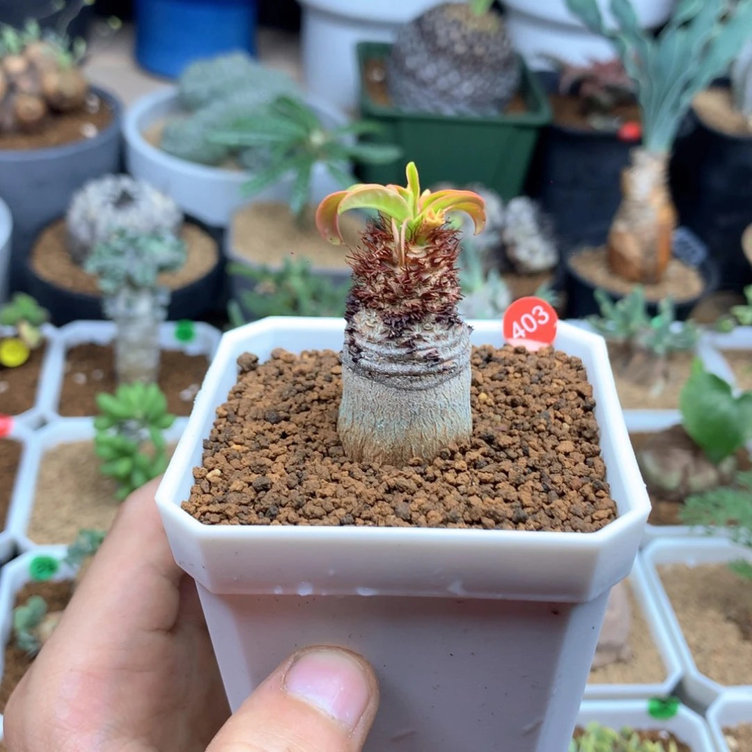 象鼻大戟母本带盆