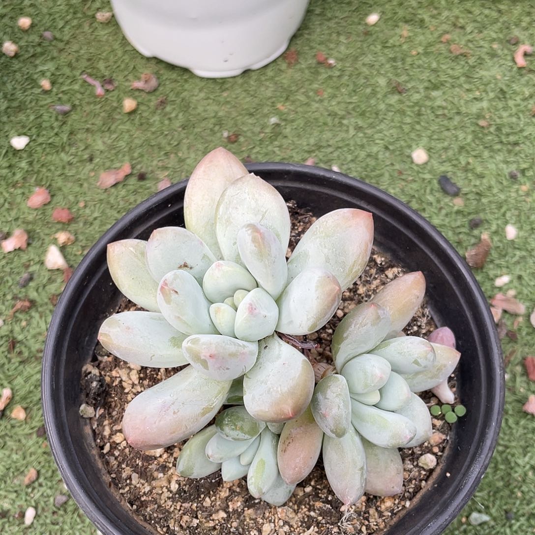 香水香水多肉植物