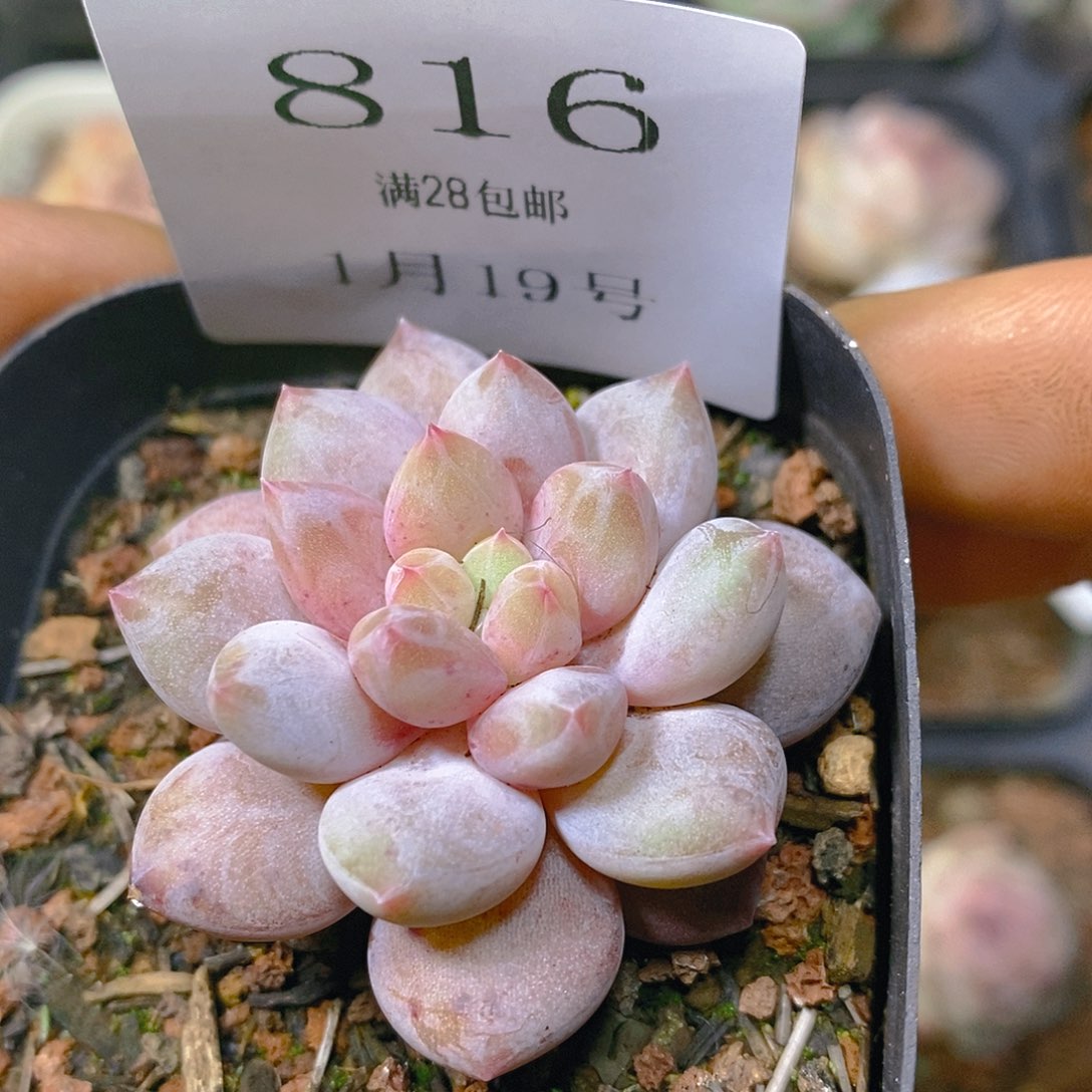 【闪购商品】云816半夏