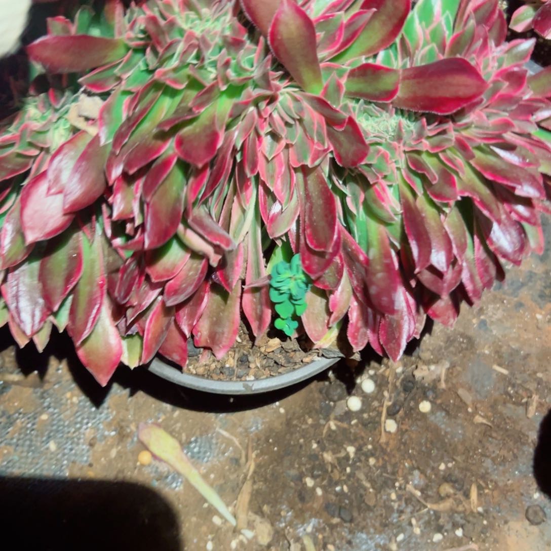 我1574 号多肉法师新年福利拉丝