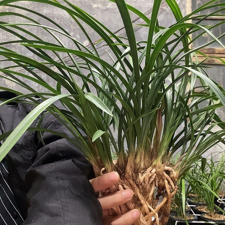 完全开放花开富贵