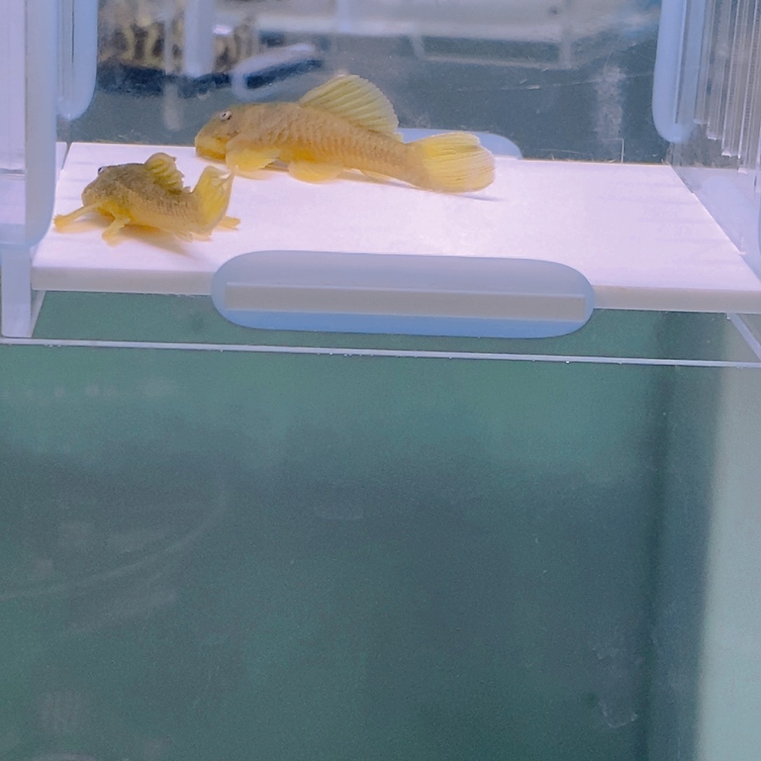 清道夫鱼56异型3好