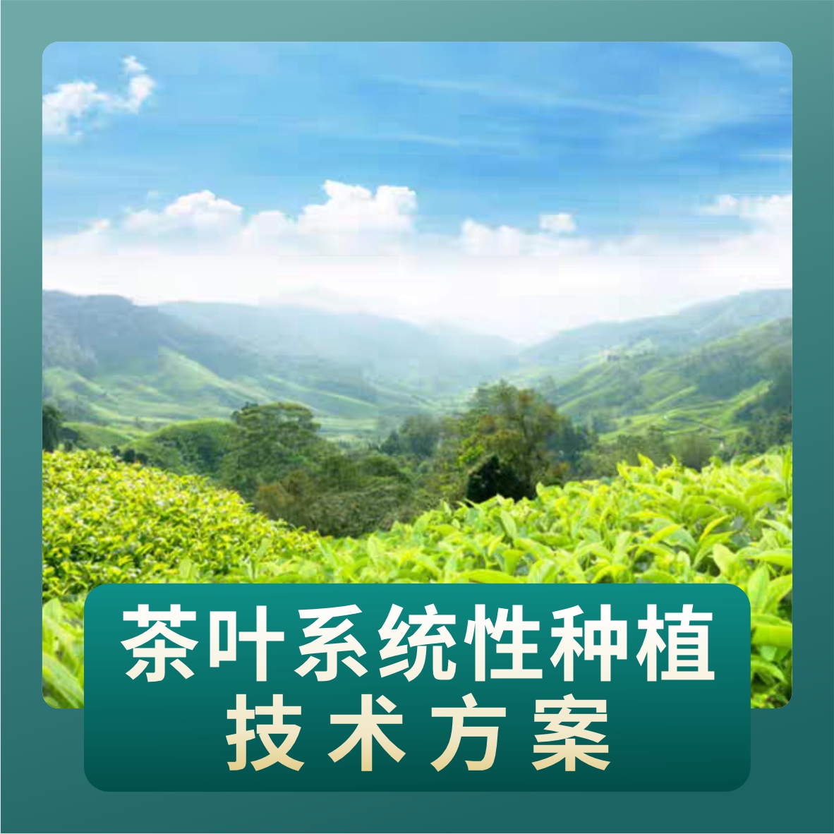 茶叶系统性种植技术方案