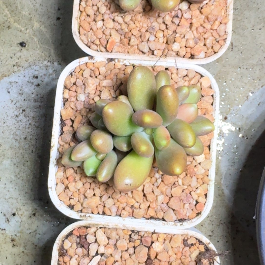 金吉拉 4头 一物一拍
