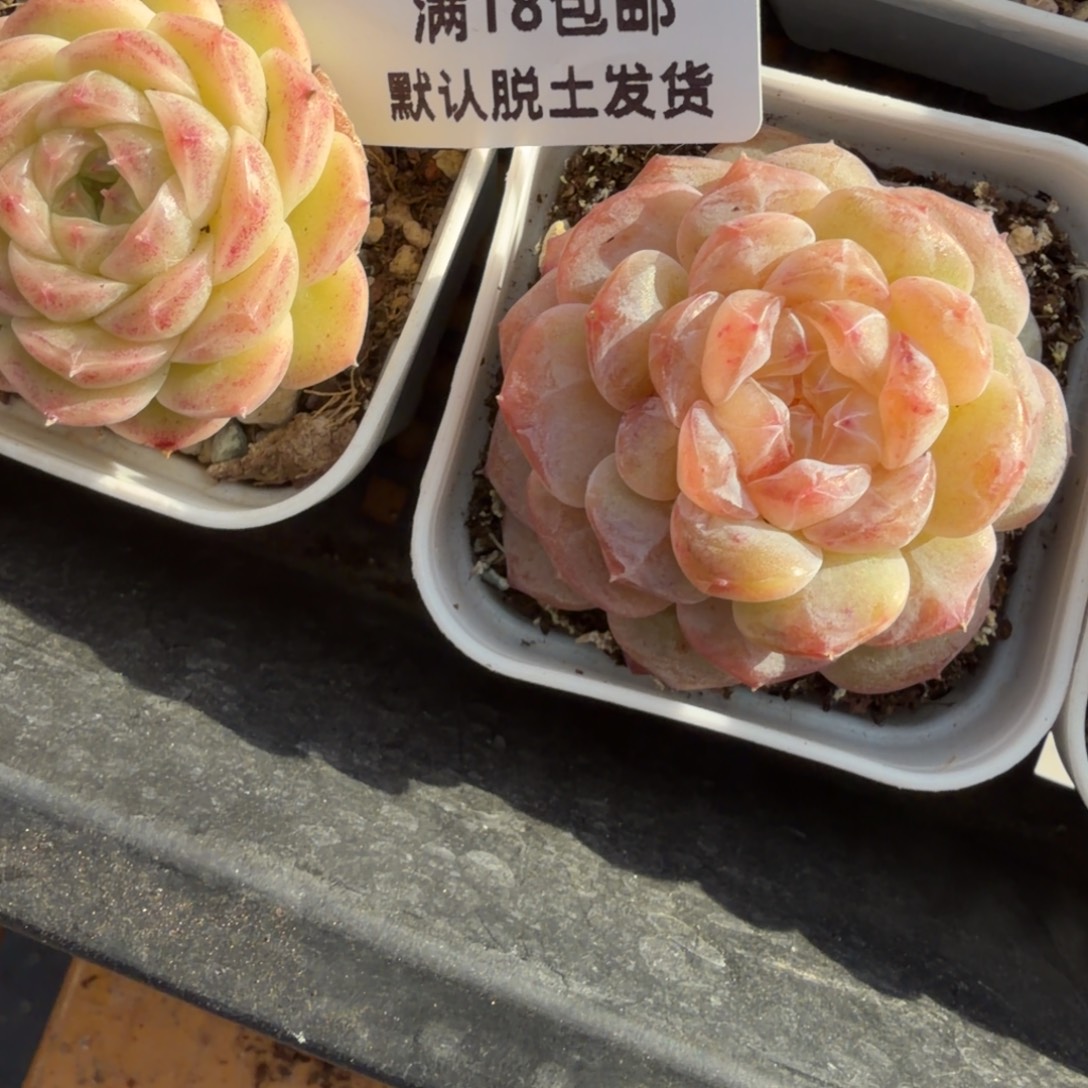 橘***水东篱下多肉植物哈哈哈55