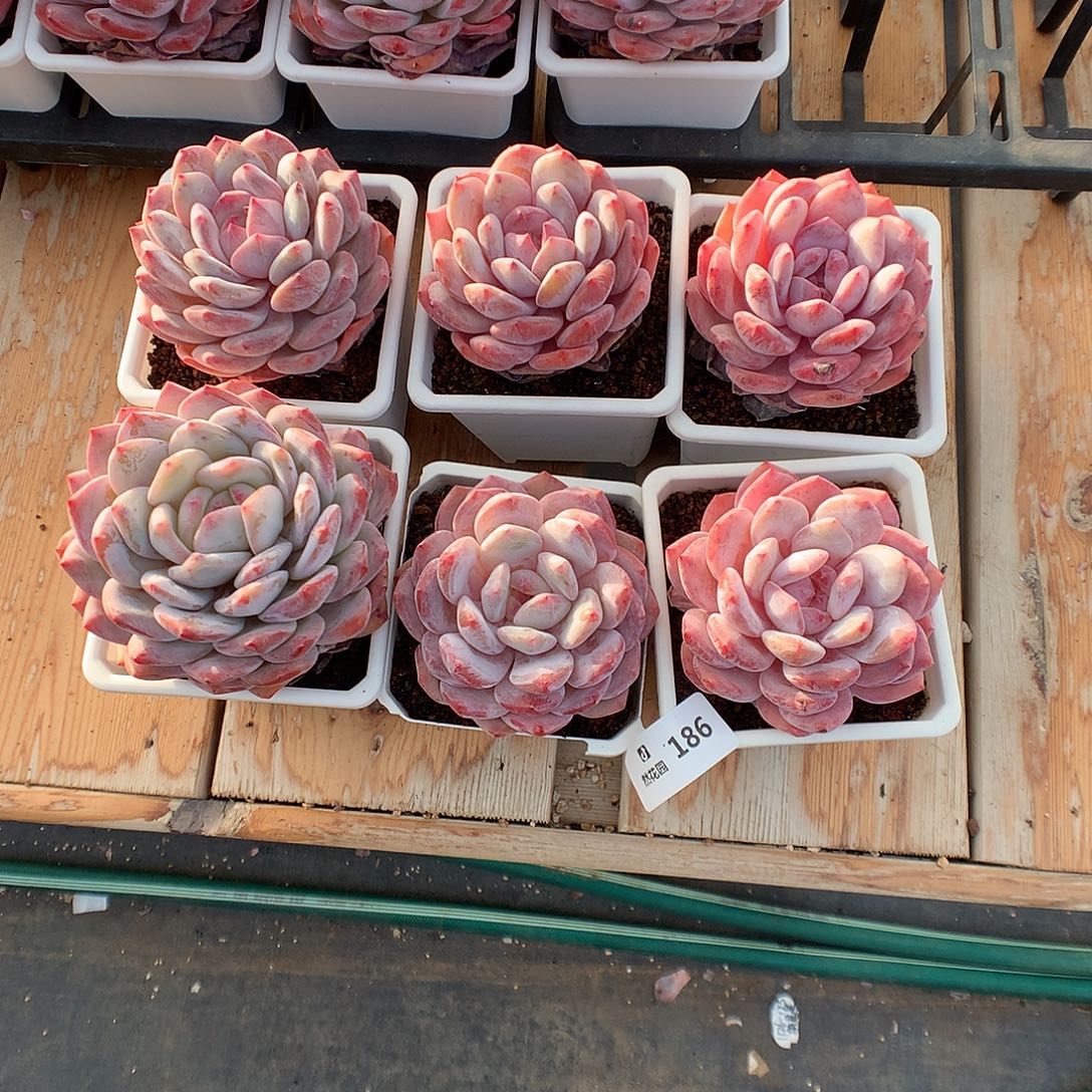 186韩橙6颗多肉植物666