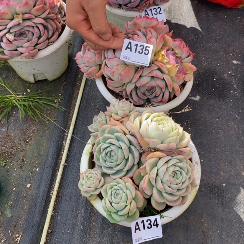 【闪购商品】汤*洋多肉植物