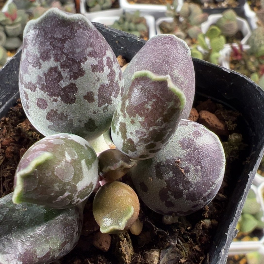 奶油感雪花斑海豹多肉植物水泡