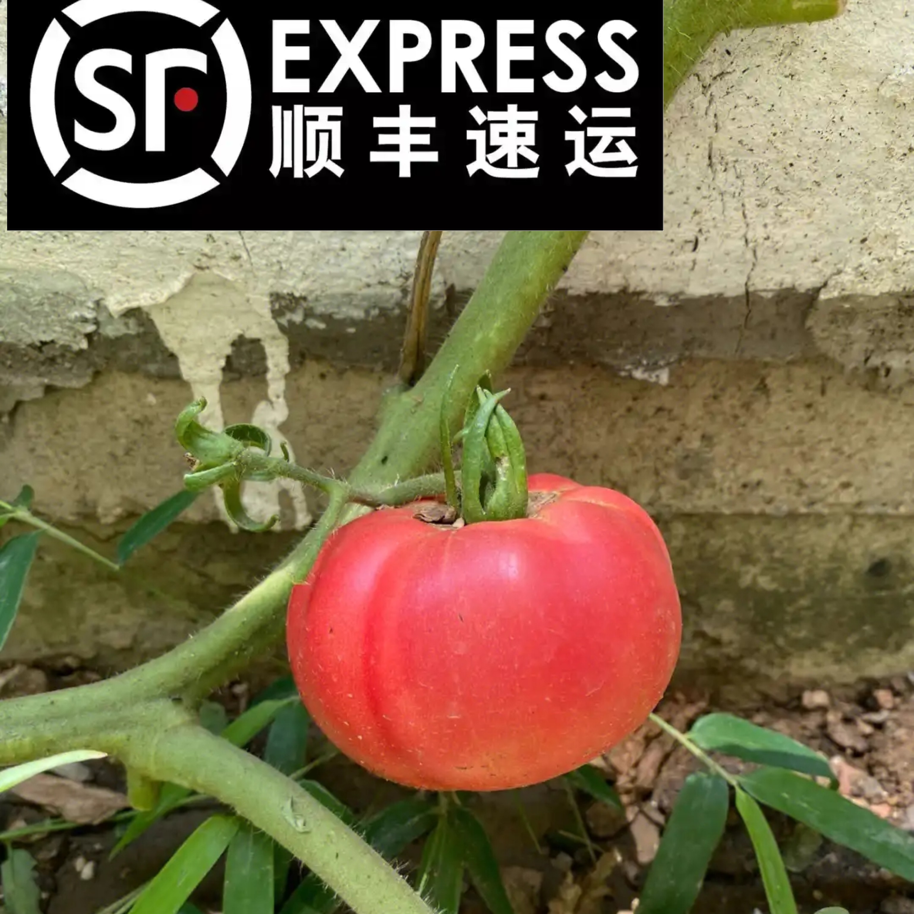 贵州农家自种现摘现发新鲜老品种西红柿