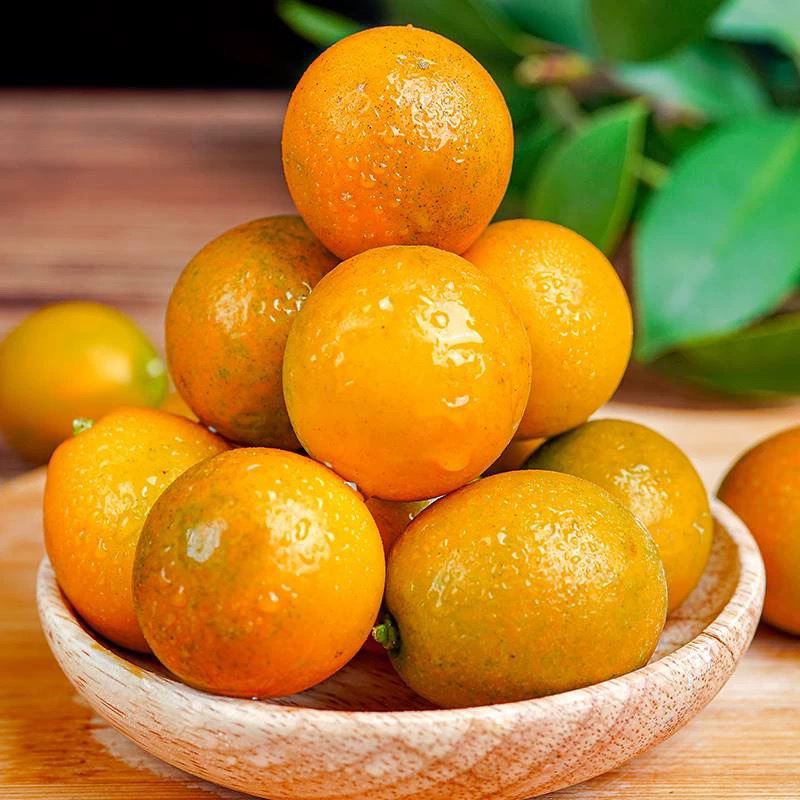 【脆蜜金桔】正宗脆蜜金柑融安当季水果金桔鲜果金橘新鲜水果包邮