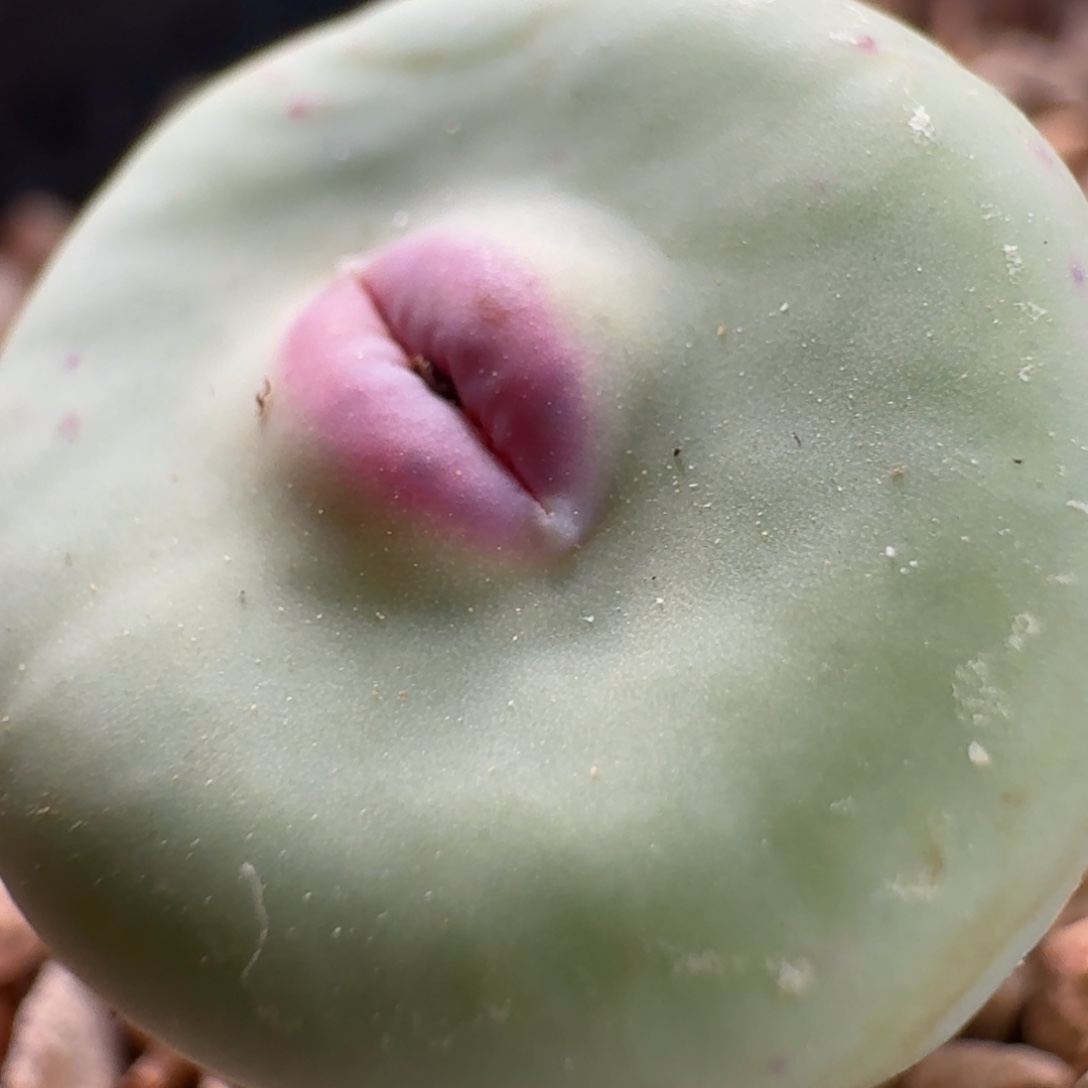 江***江云缦精品番杏1.14韩系大型嘟嘟红嘴