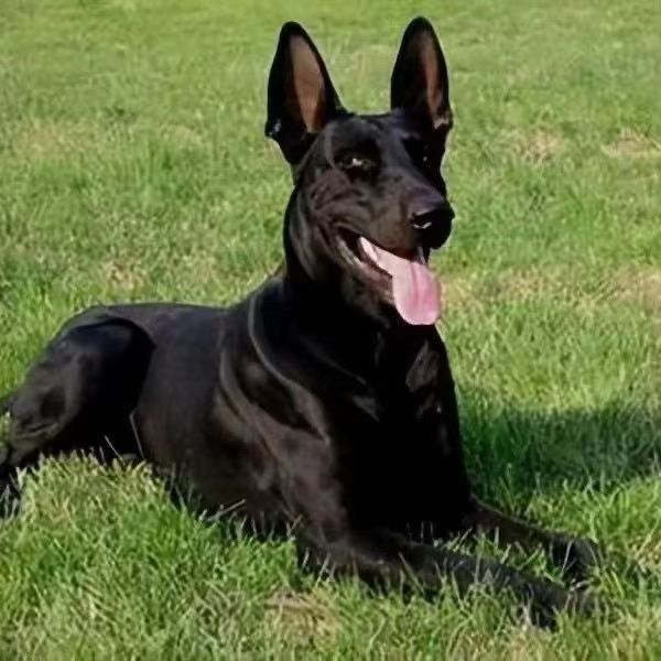 x大型黑狼犬墨界狼狗黑狗全黑中华幼犬狗狗活物看家护院护卫猛犬
