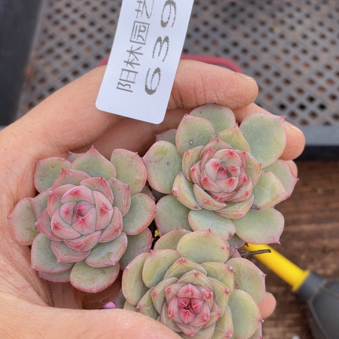 多肉植物多肉植物639