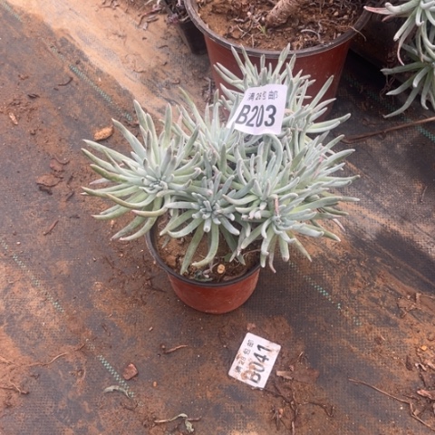 203爱度莉丝不包断枝