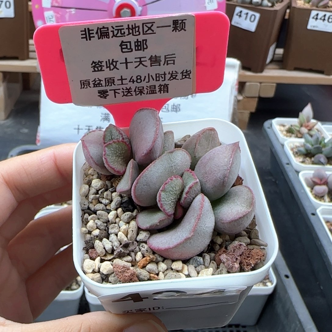 424粉雪蛋多肉植物