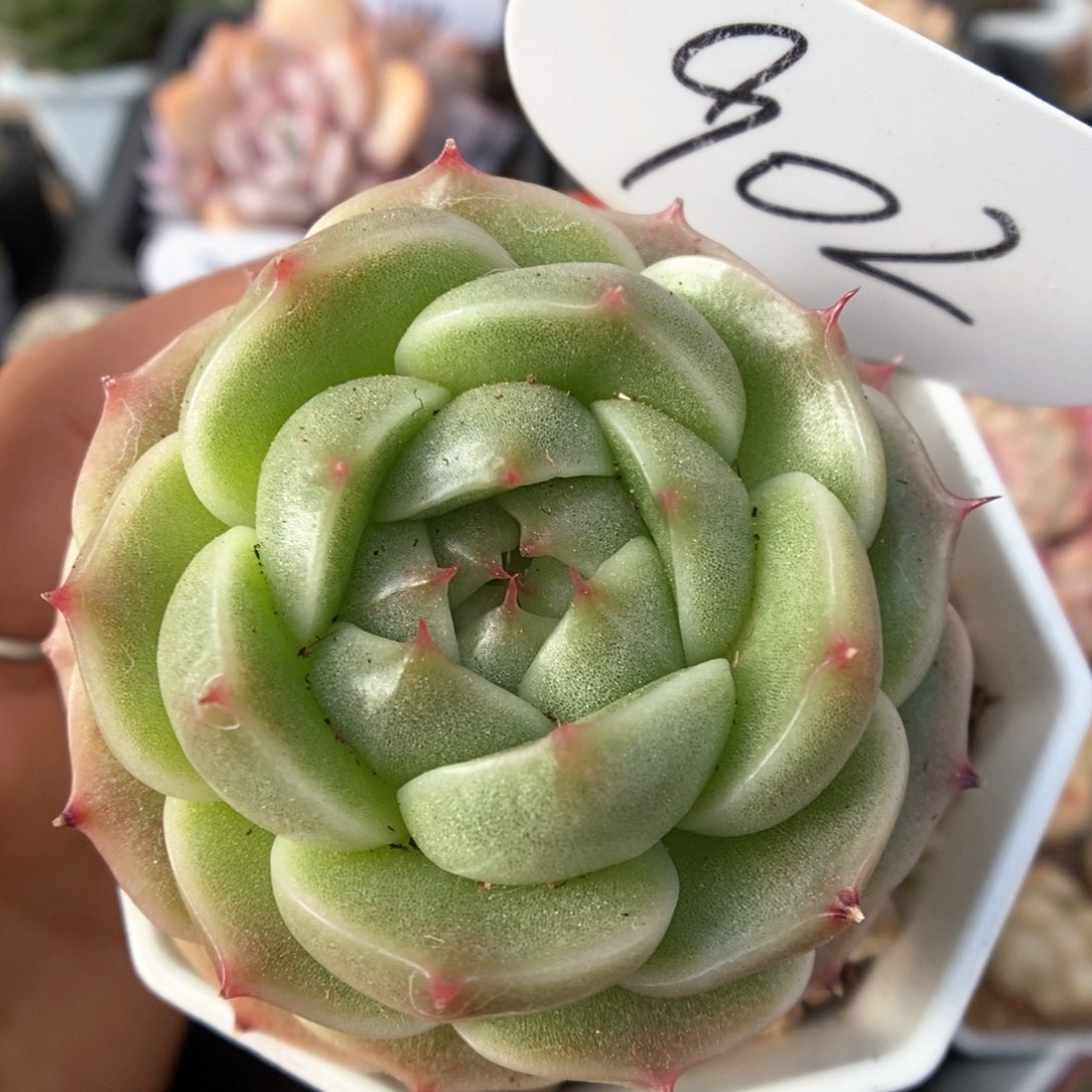 流光麦秆可拍902号。 