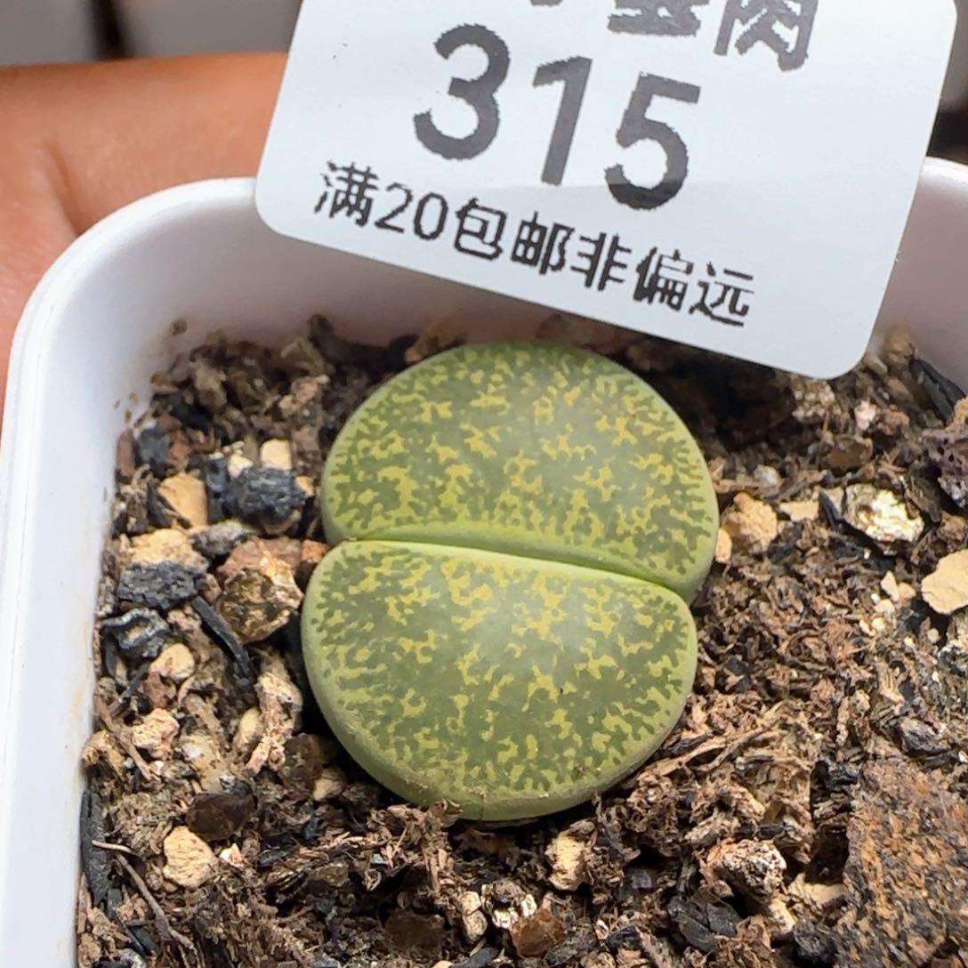 带盆土。