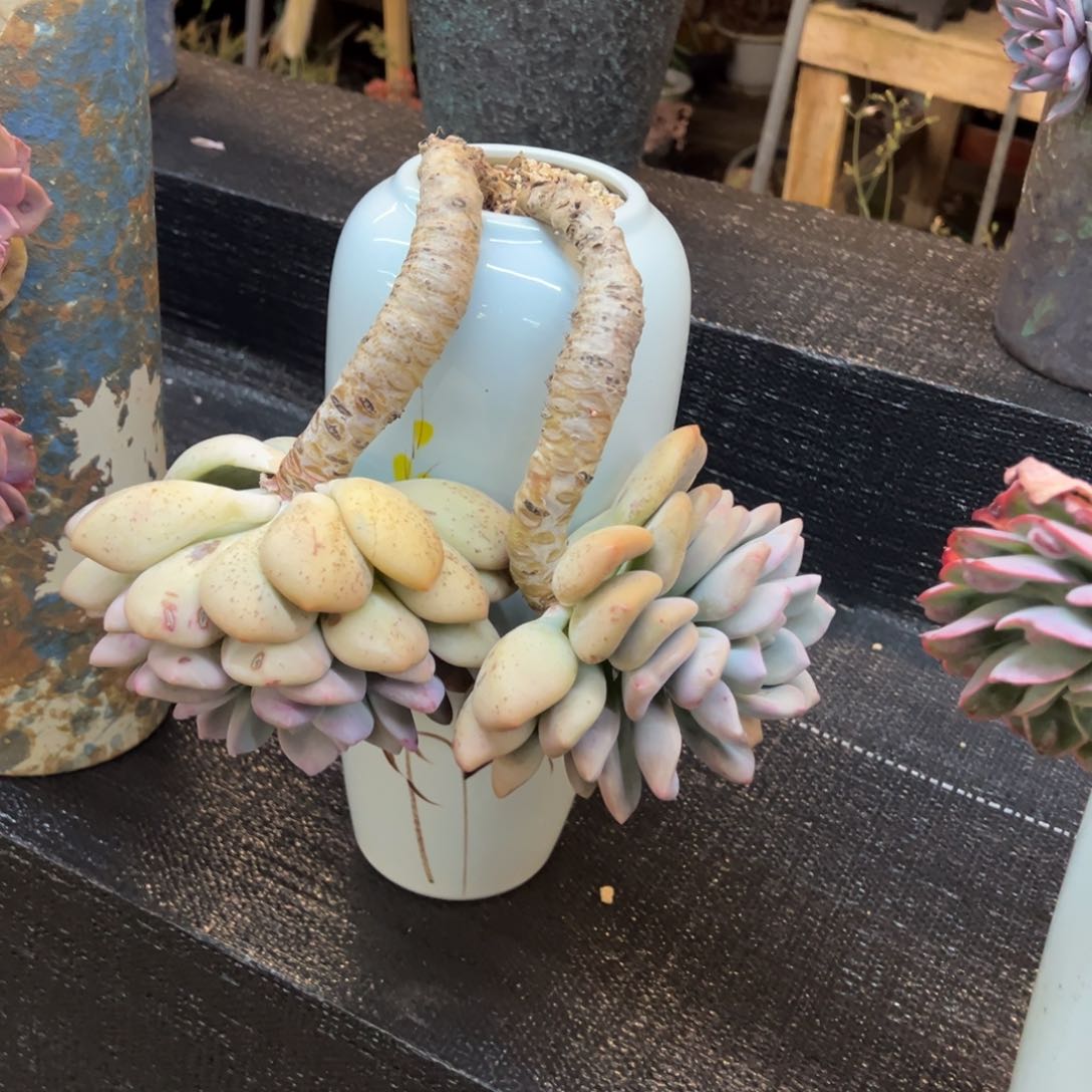 悬崖老桩无砍奥普福利价