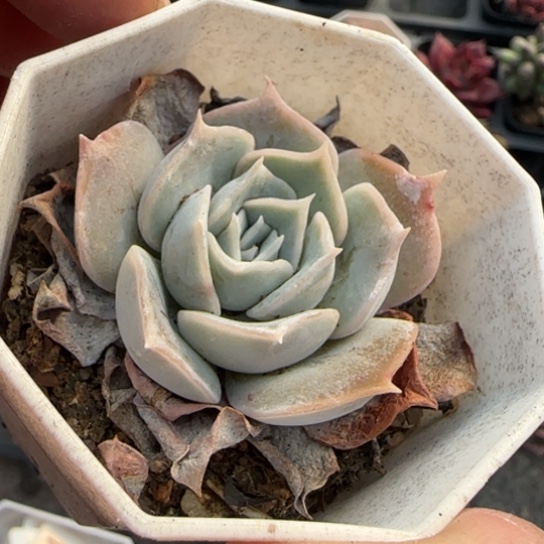 187沙漠骆驼多肉植物多