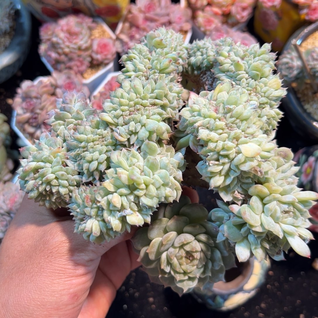 新年快乐 新年快乐