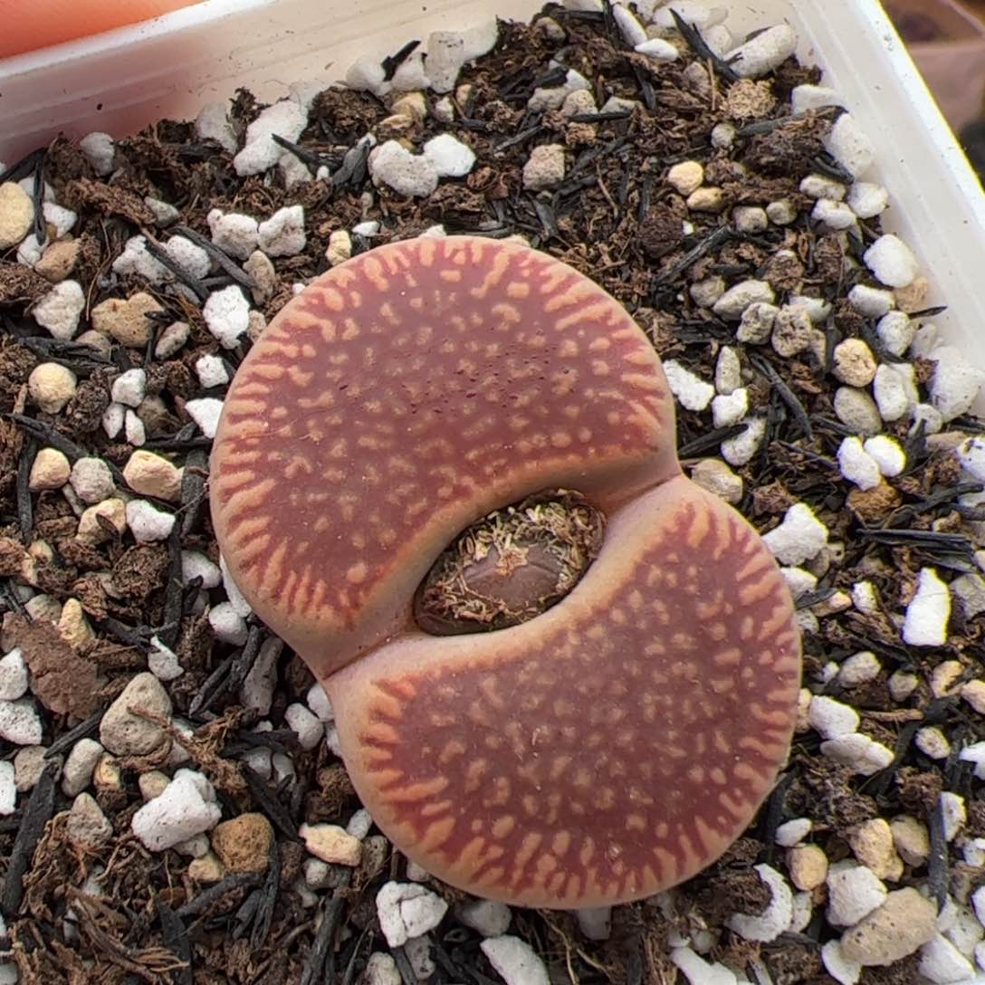 0297号红光阳 多肉植物