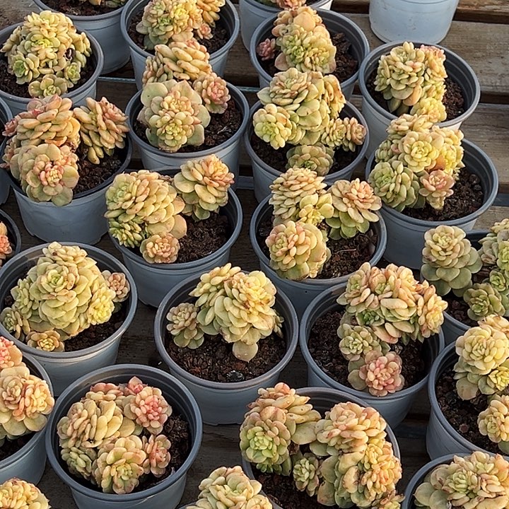 蜡牡丹锦       福利多多