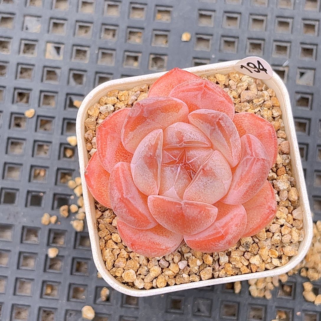 194  新品珍妮满18包邮
