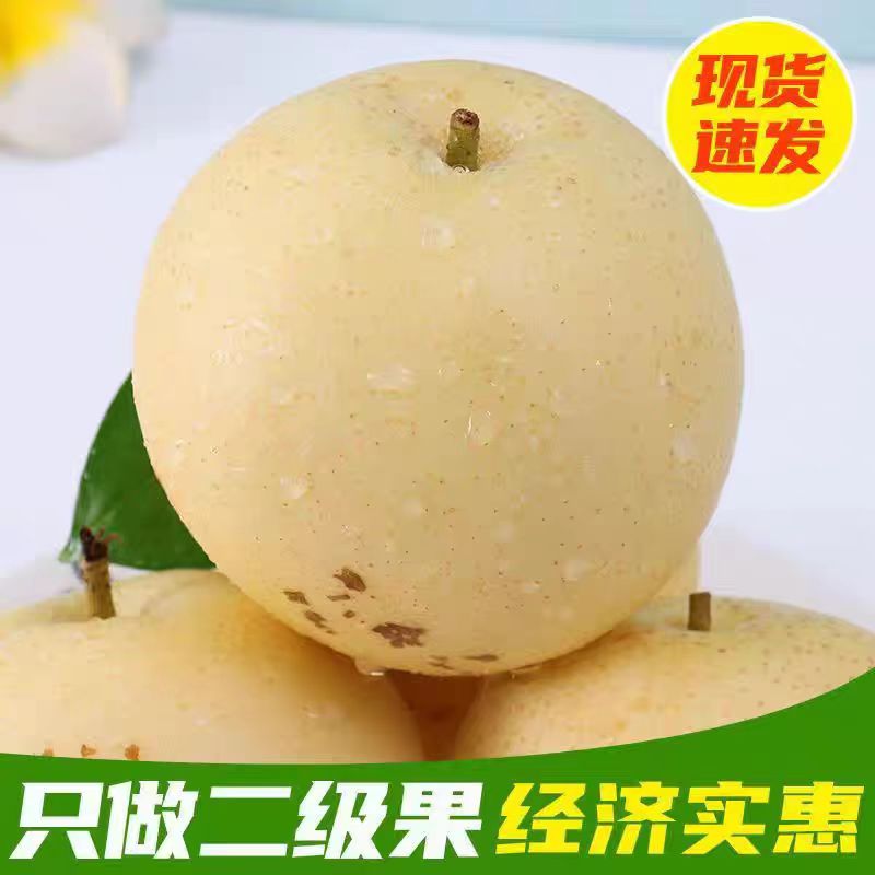 河北正宗皇冠梨新鲜梨子果园直发皇冠梨水果梨子非雪梨