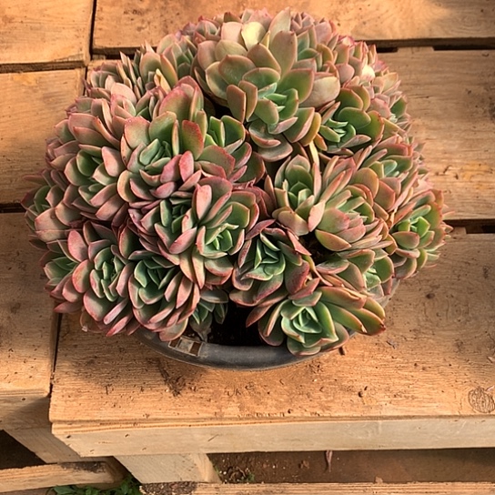 芸*宝美肉特价活动开始啦