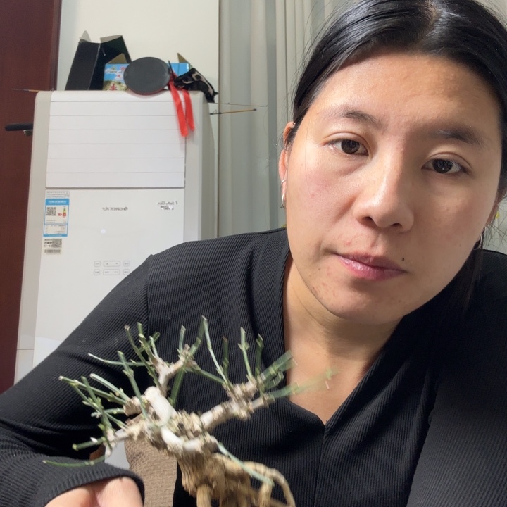 用***9盆景等花卉苗木种植