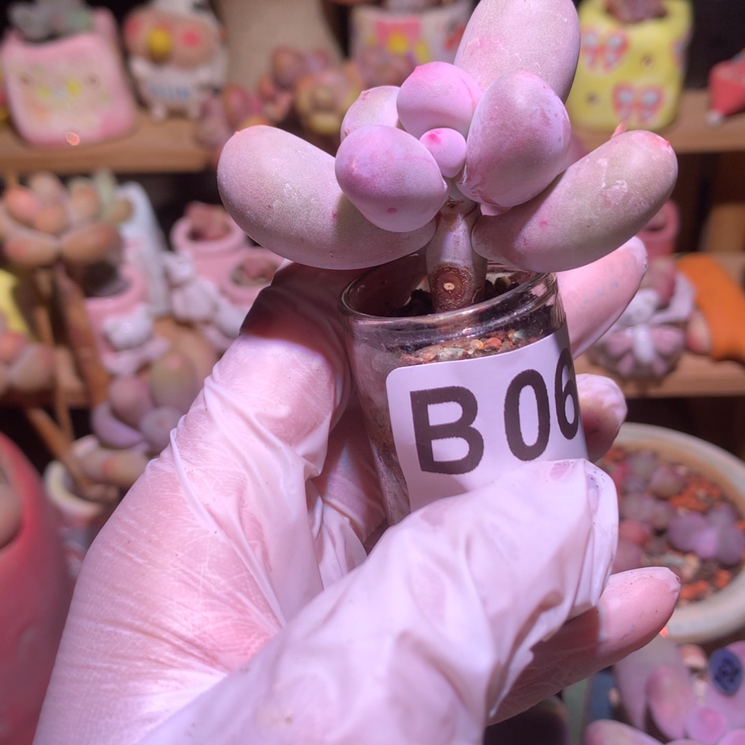 067 米可奶酪多肉