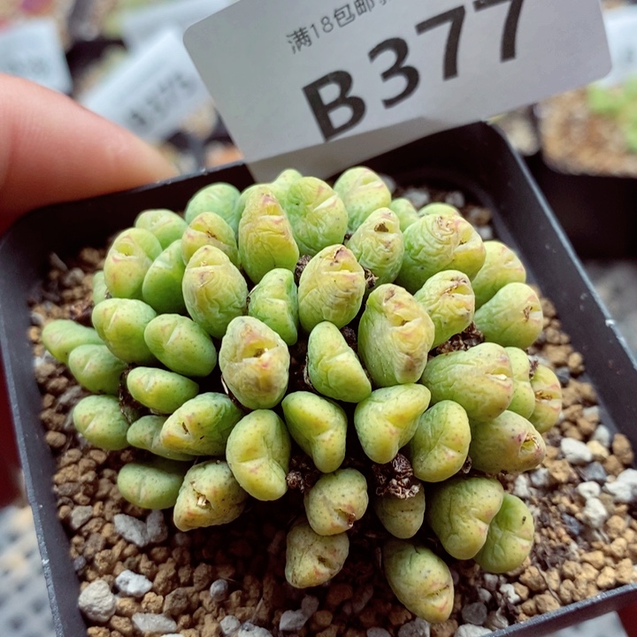 我的小姐姐们都是我的377