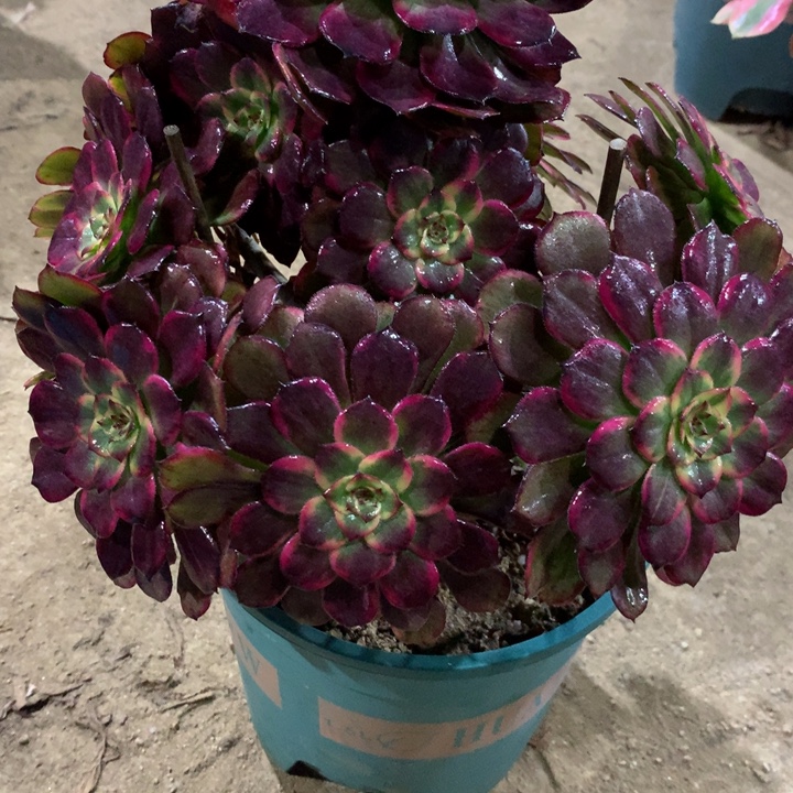 338红金刚多肉植物特价
