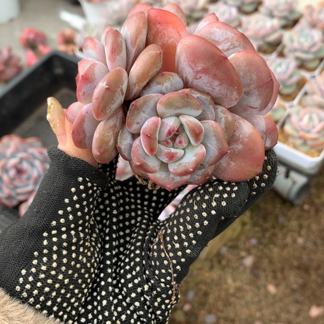 石榴籽冰玉哈哈哈哈哈哈哈哈