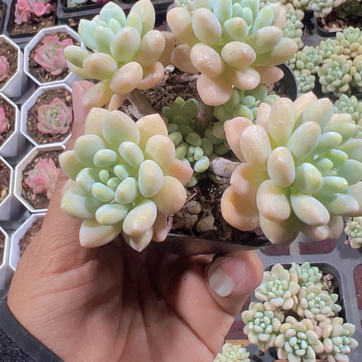 泡泡糖精品多肉植物