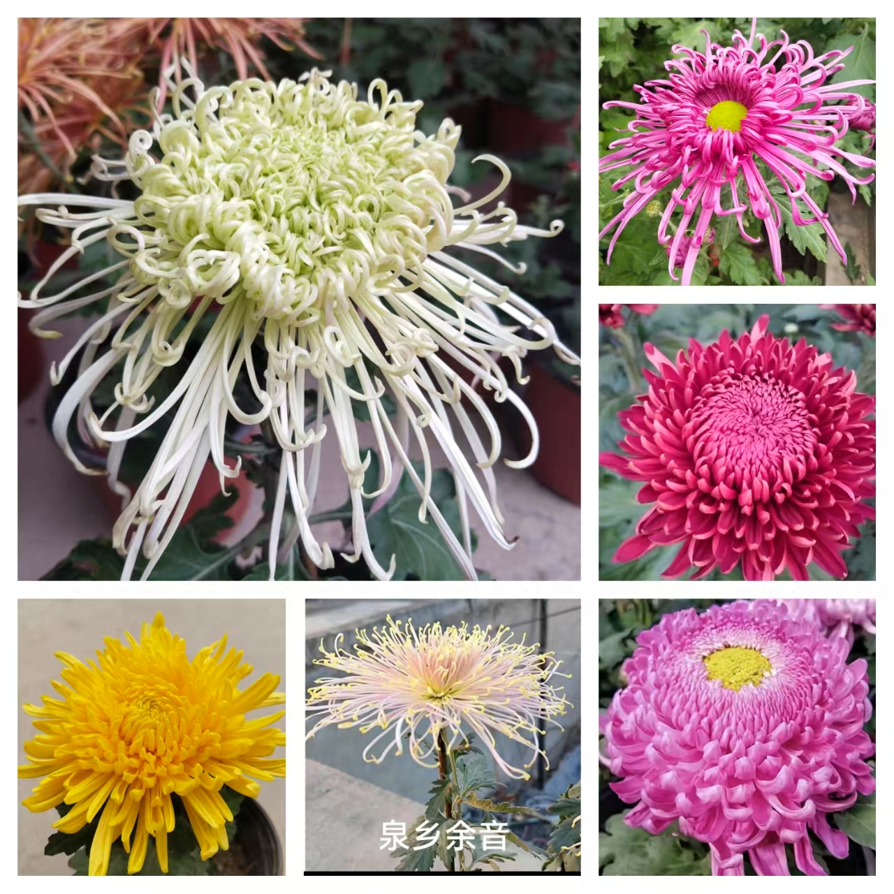 菊花小苗自选品种。