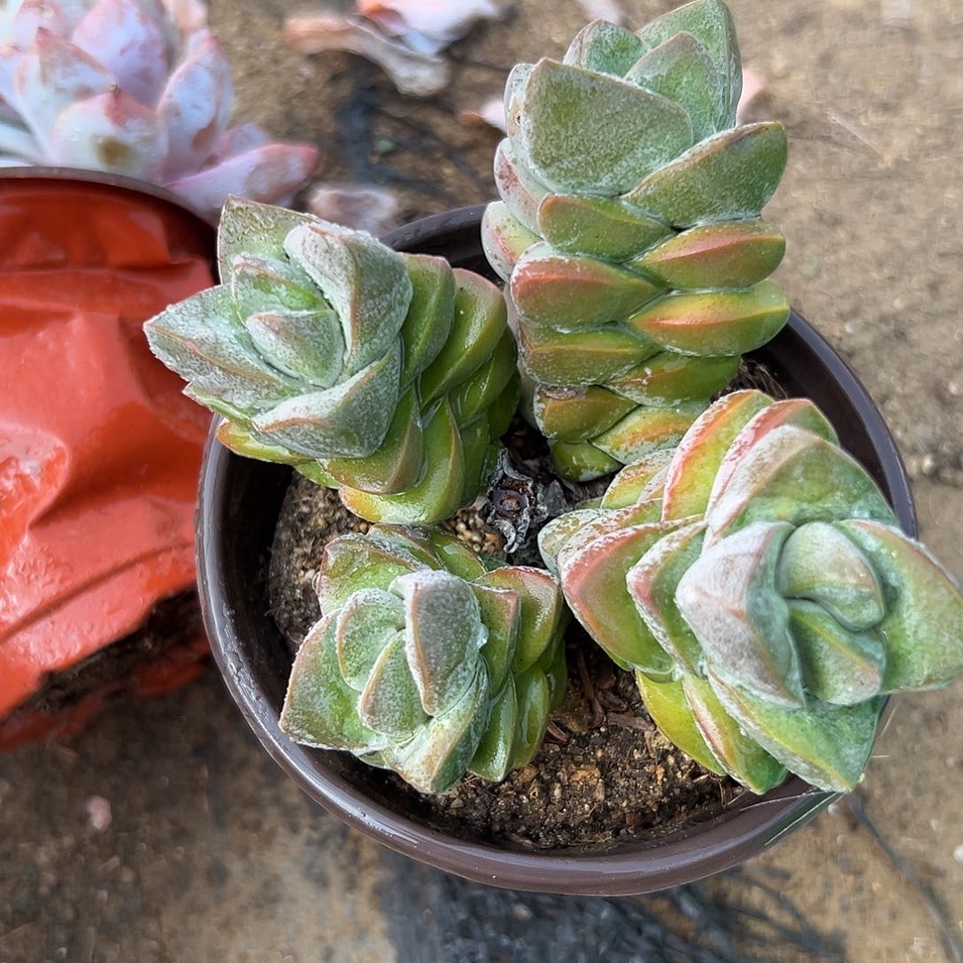 多肉植物姬之川群