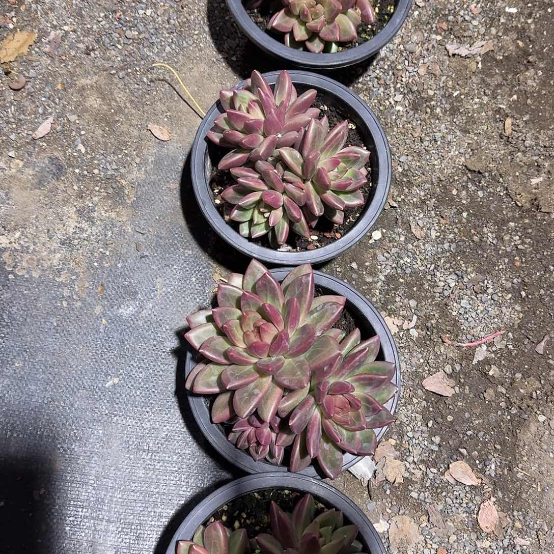 迷雾泡泡大号群生多肉