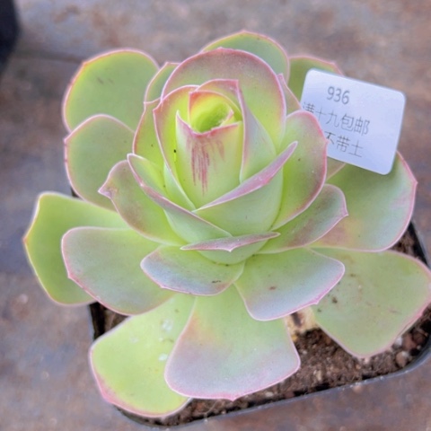 936 山地玫瑰基地福利