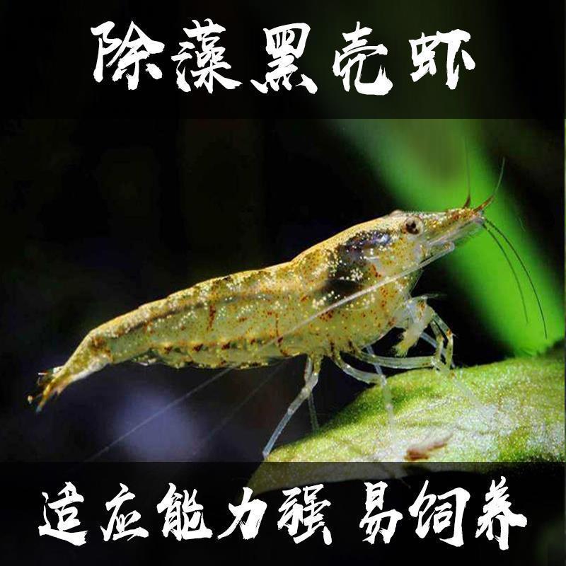 黑壳专业除藻大型鱼乌龟饲料
